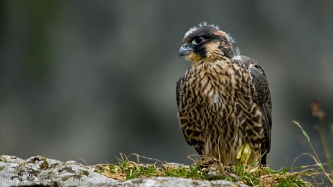 Juvenile peregrine falcon