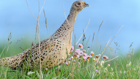 Pheasant female