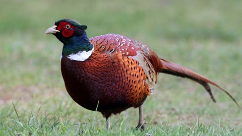 Pheasant male