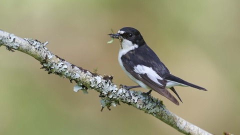 Pied flycatcher male