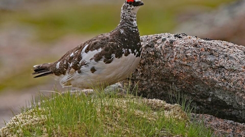 Ptarmigan