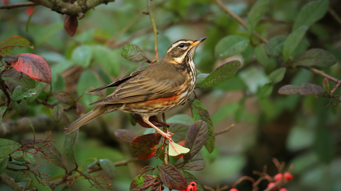 Redwing