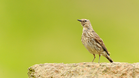 Rock pipit