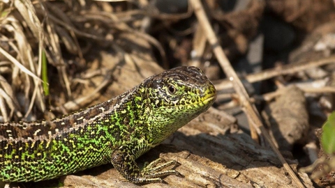 Sand lizard