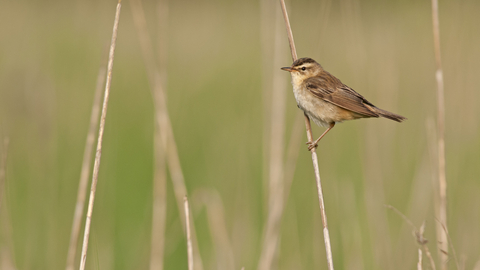 Sedge warbler