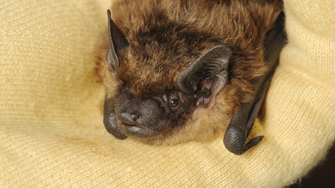 Serotine bat