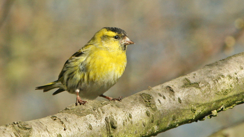 Siskin