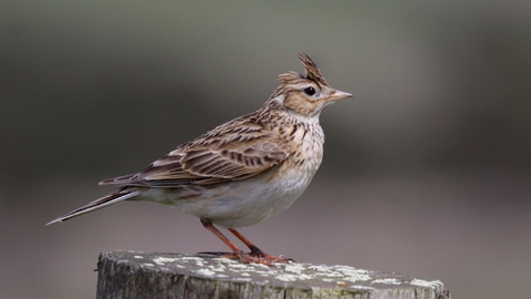 Skylark