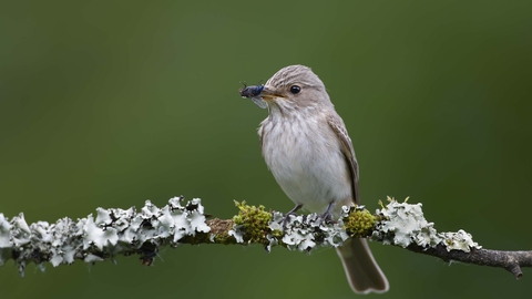 Spotted flycatcher