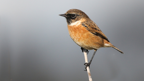 Stonechat