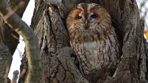 Tawny owl