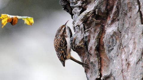 Treecreeper