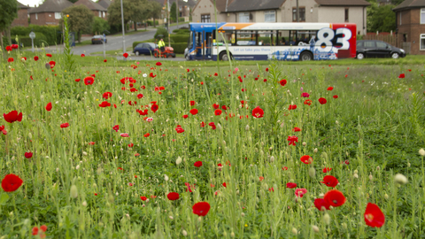 Urban flowers