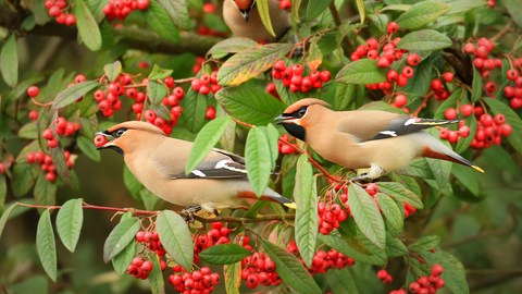 Waxwing