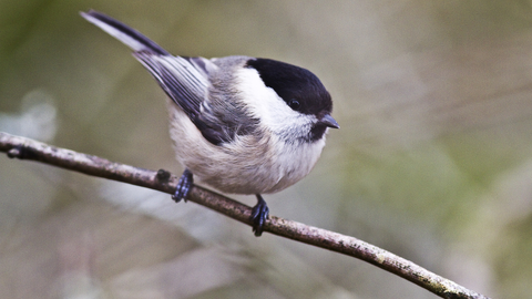 Willow tit