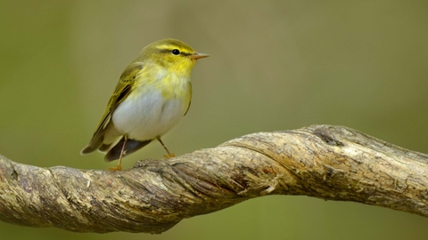 Wood warbler