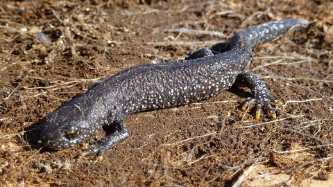 Great crested newt