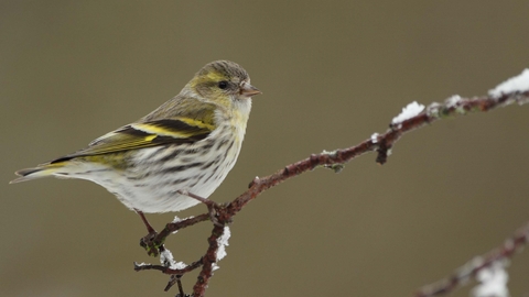 Siskin