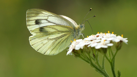 Green-veined White