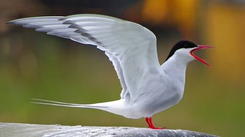 Arctic Tern