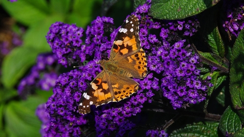 Painted Lady butterfly