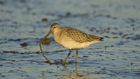 Bar-tailed Godwit