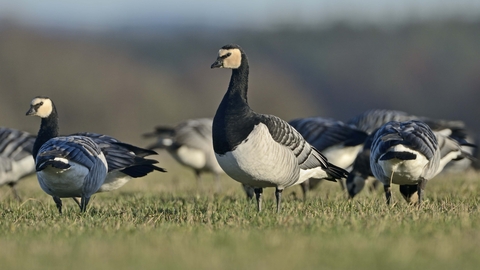 Barnacle Goose