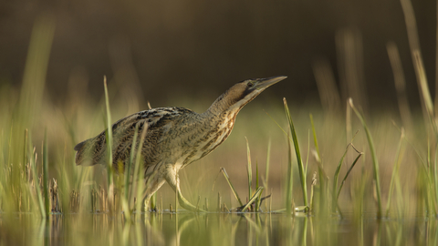 Bittern