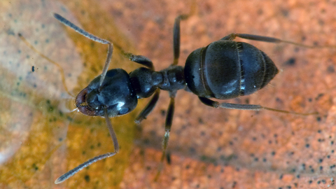 Black Garden Ant