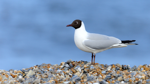 Black-headed Gull