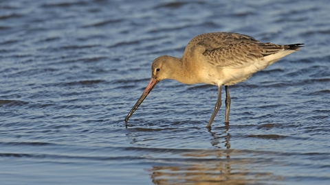 Black-tailed Godwit