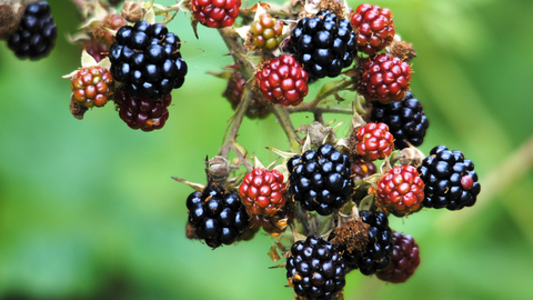 Bramble (blackberries)