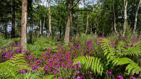 Bracken