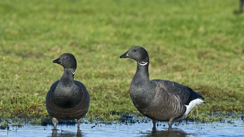 Two dark-bellied brent geese standing in a pool of water