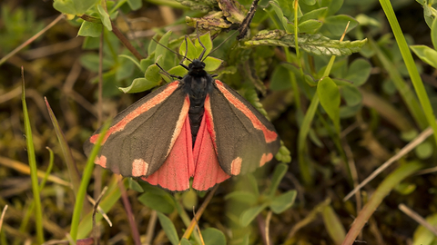 Cinnabar moth