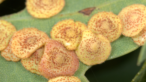 Common Spangle Gall Wasp