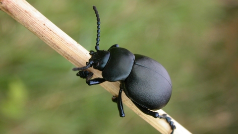 Bloody-nosed Beetle