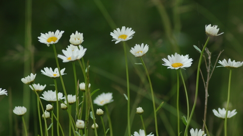 Common Daisy