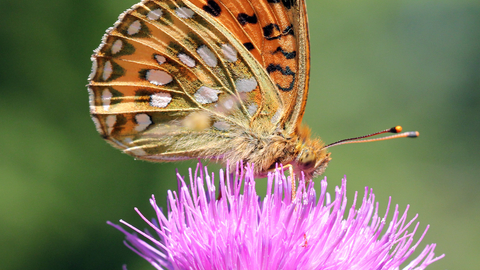 Dark Green Fritillary