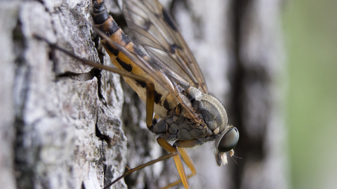 Downlooker Snipefly