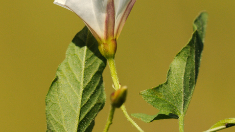 Field Bindweed