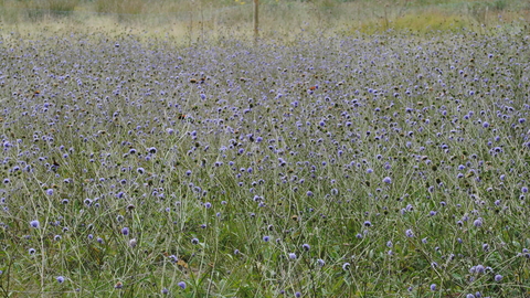 Devil's-bit Scabious