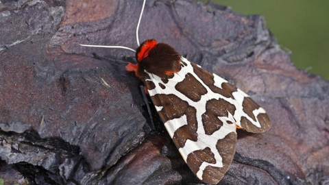 Garden Tiger moth