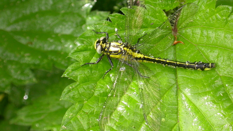 Common Clubtail