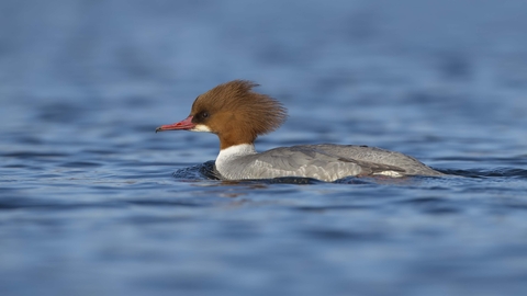 Goosander female