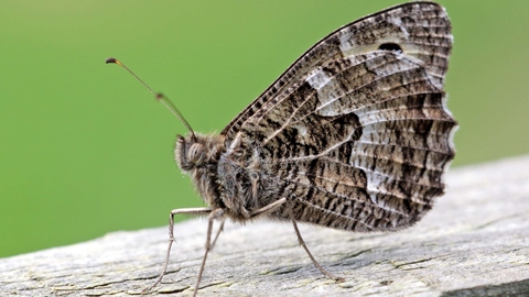 Grayling