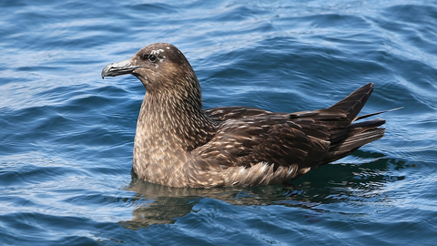 Great Skua