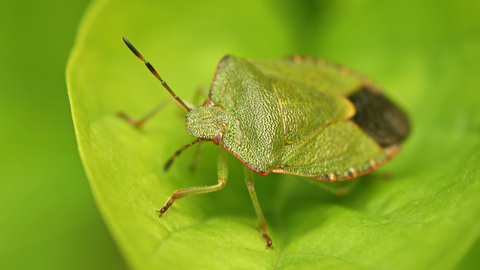 Common Green Shield Bug