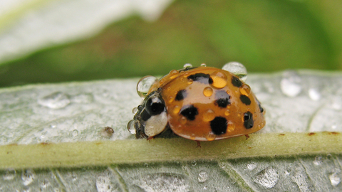 Harlequin Ladybird