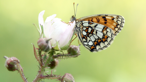 Heath Fritillary butterfly